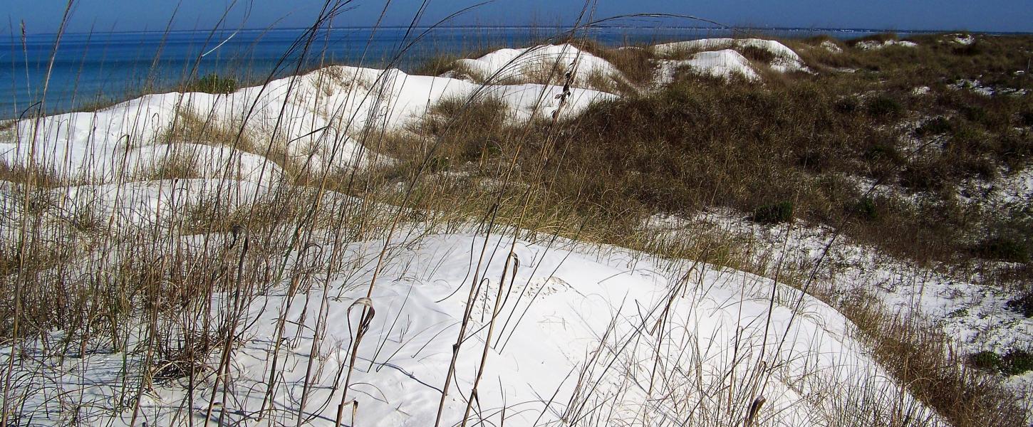 Sand Dunes play an important role Florida State Parks